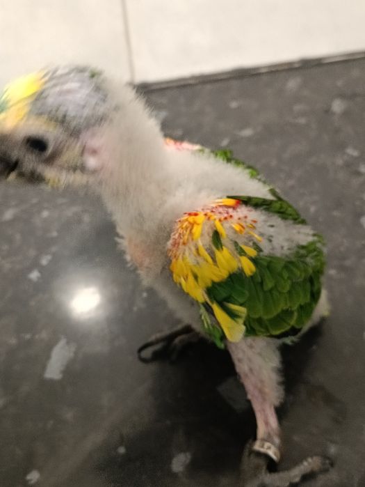 Amazona aestiva bebes