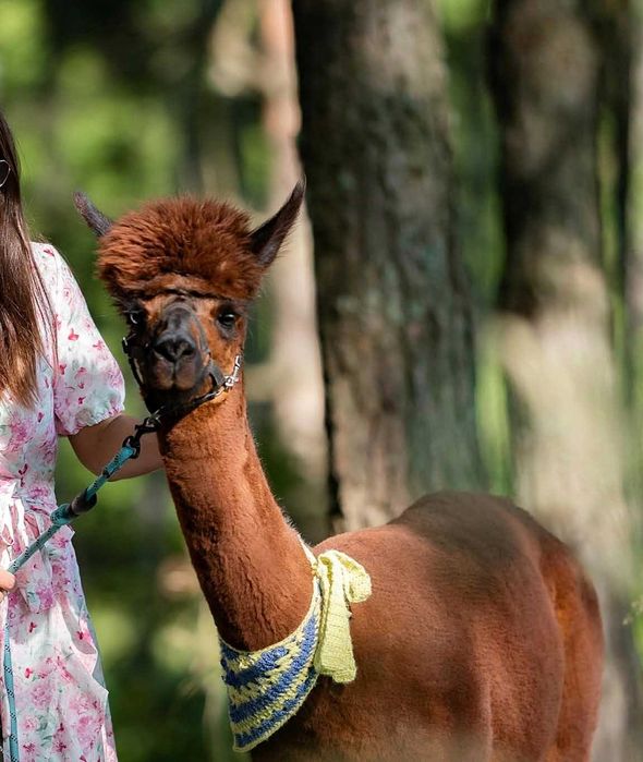 Alpaki ,spokojne, oswojone – gotowe do spacerów i kontaktu z ludźmi