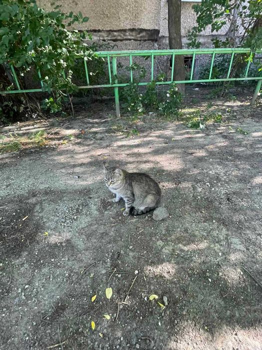 Котинята шукають дім/Коти/кіт/котиня/кішка