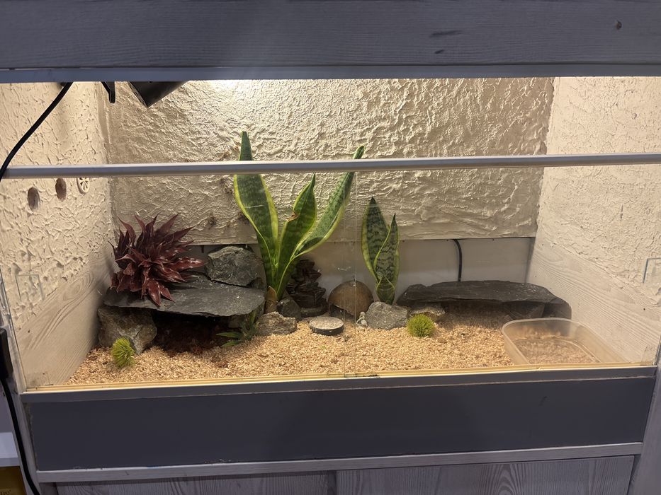Terarium dla gekona lamoarceigo lub agamy