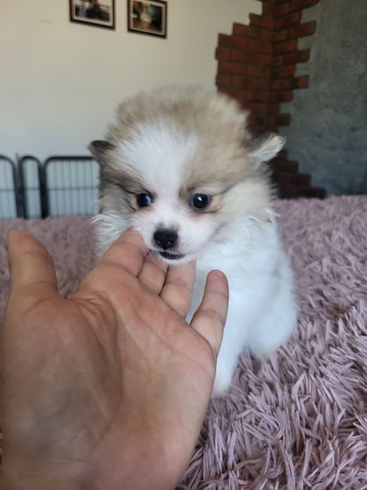 Szpic miniaturowy pomeranian