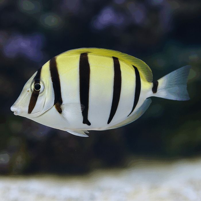Acanthurus triostegus rozm. M [Ryba morska}