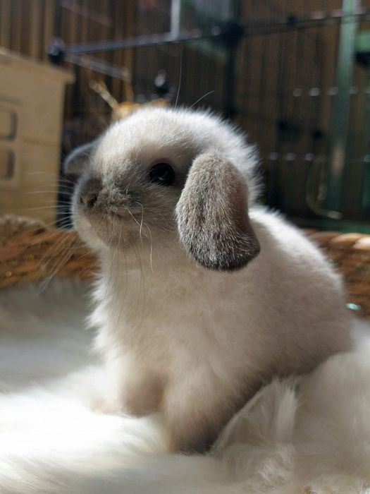 Karzełek baranek syjamski, królik miniaturka, (nie) mini lop, terapia