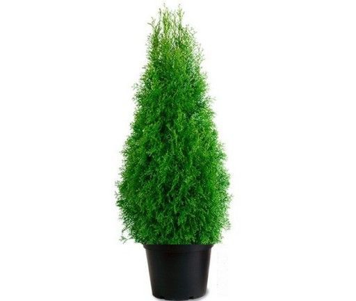 Thuja Smaragd/ Tuja Szmaragd 80- 100 cm grube, piękne przycinane