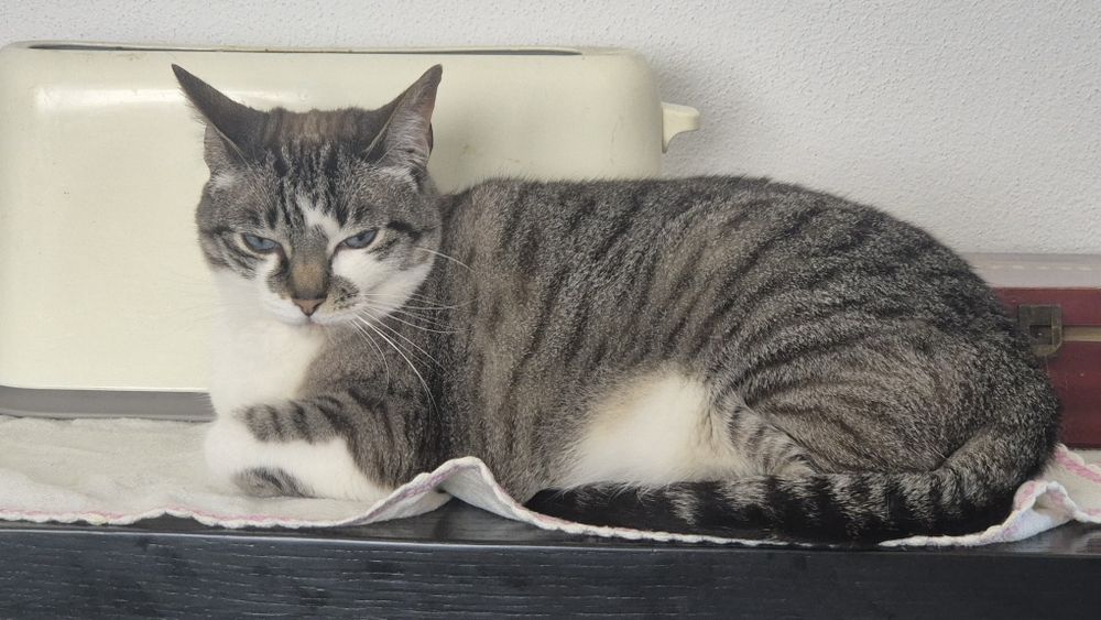Gatas para adoção