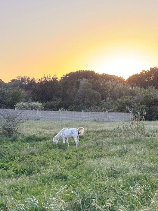 Cavalo capado isabel