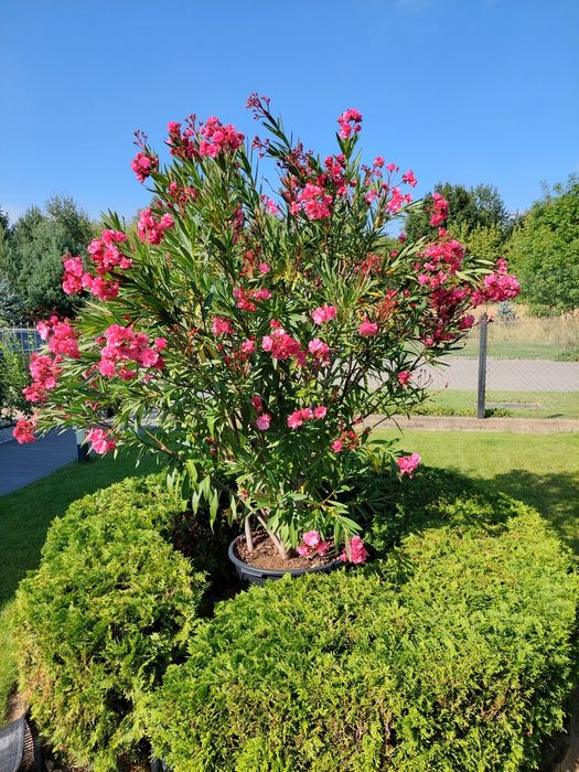 Oleander Różowy Pełen Kwiat
