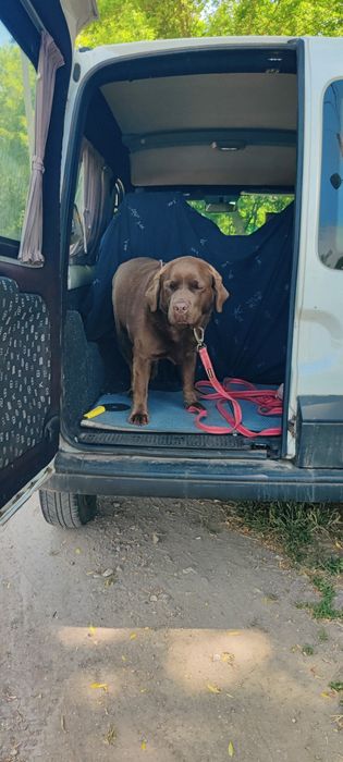 Перевозка посылок трансфер  Одесса Кишинёв  ,вещей ,животных