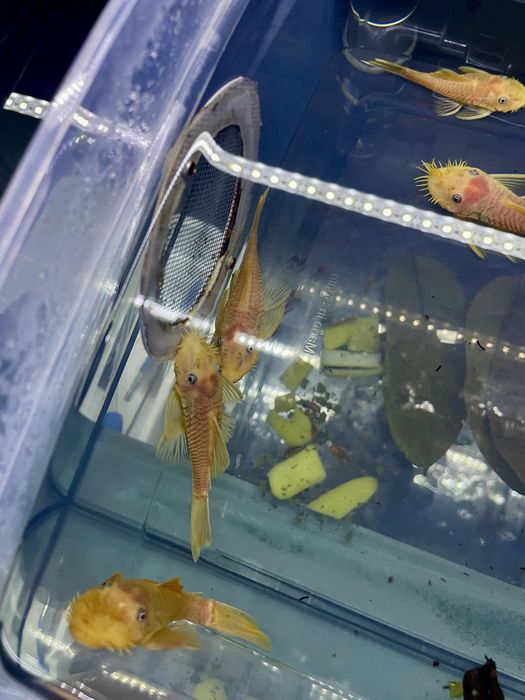 Ancistrus Lemon Blue Eye L144