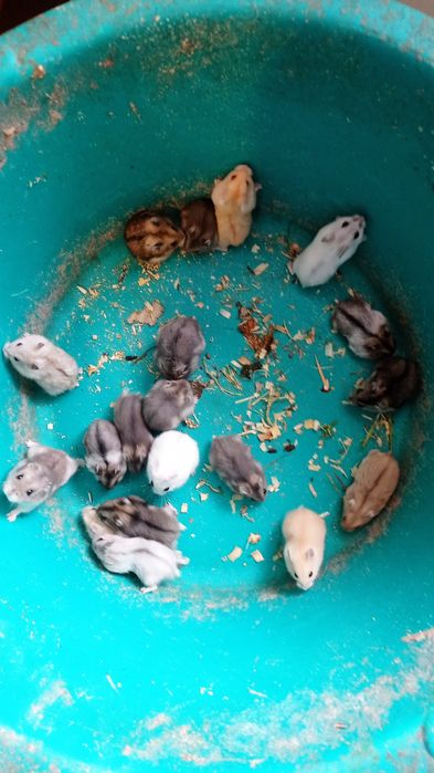 Домашні хомячки джунгарики Клітки