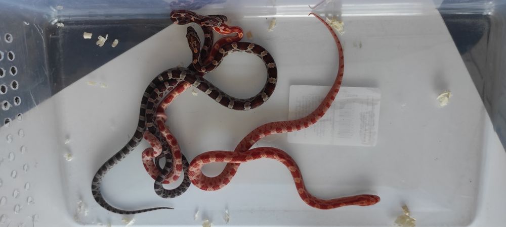 Wąż zbożowy promocja