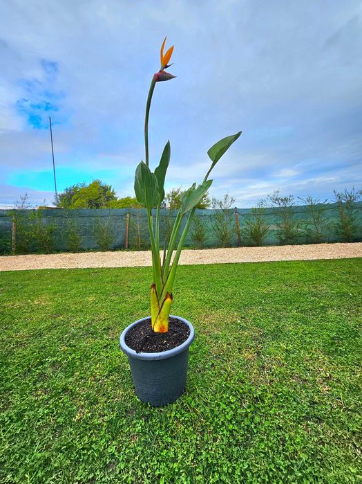 Strelitzia reginae (Ave-do-Paraíso) – 130 cm