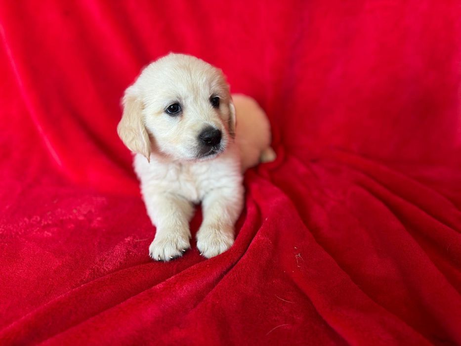 Golden Retriever fêmea