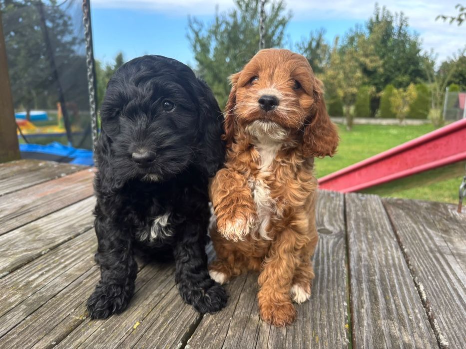 Cockapoo (Cocker spaniel angielski+ Pudel Miniaturowy)