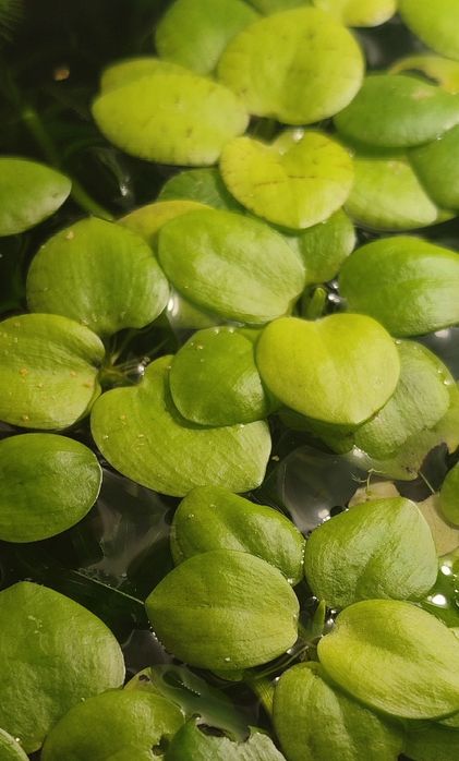 Аквариумные водоросли Лимнобиум