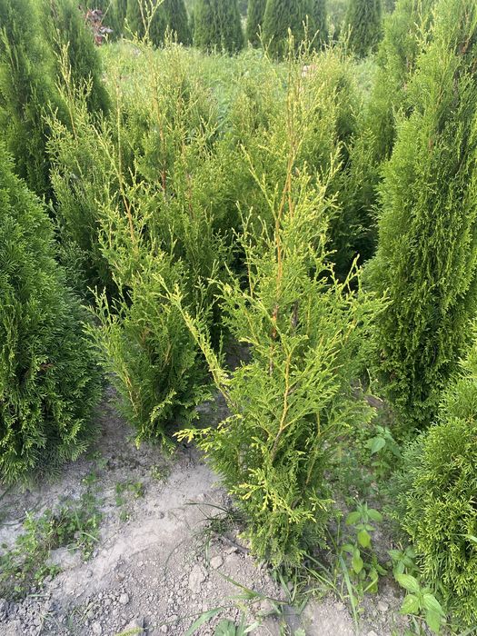 Туя  Західна Yellow Ribbon