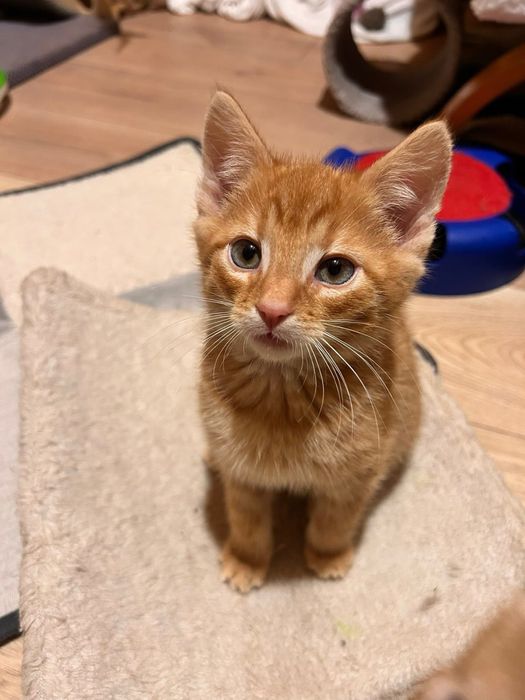 Cudowny, młody kocurek - do adopcji na dokocenie bądz w 2paku!