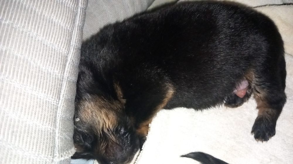 Caes bebes  para doar 1  meninos