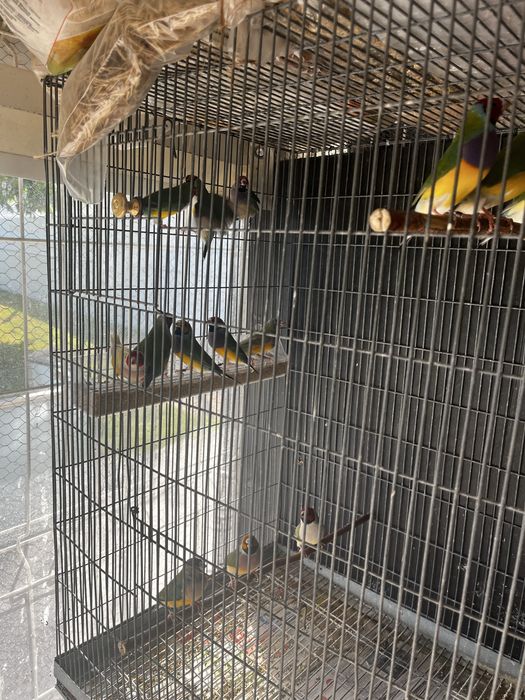 Diamante de gould - Macho