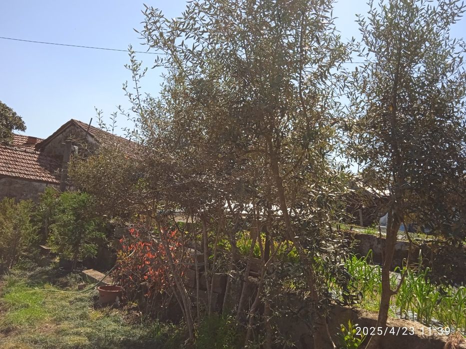 Sycas  para desocupar