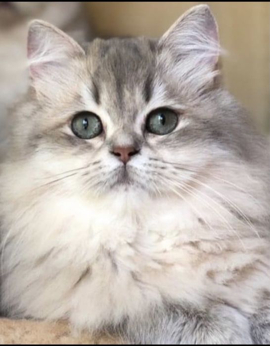 Шотландські котики з документами