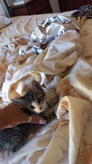URGENTE Gatinhos bebes adoção