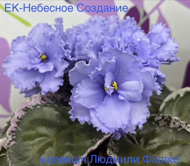 Дітки і стартери фіалочок!