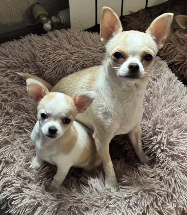 Продам цуценя чихуахуа