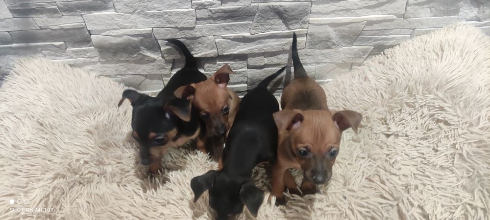 Pinczer miniatura z metryką