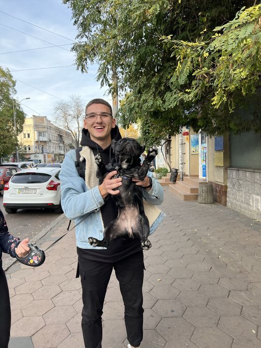 Domowa opieka nad psami w Poznaniu