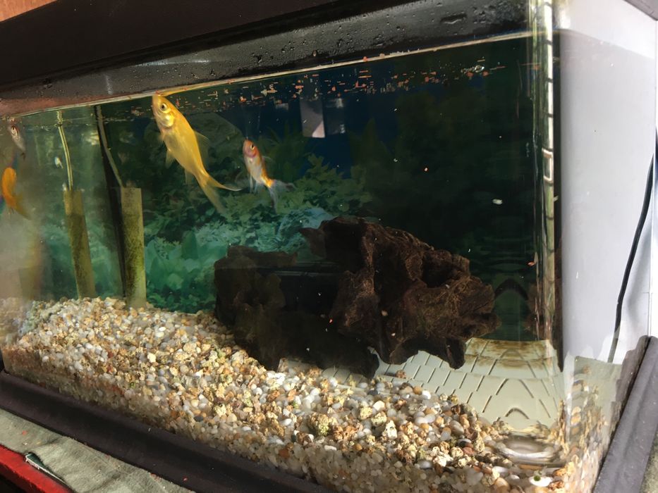 Aquarios pequenos e médios