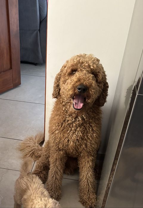 Goldendoodle F1b