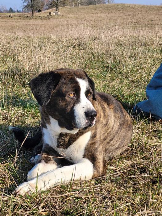 Piękna Muma szuka najlepszego domu