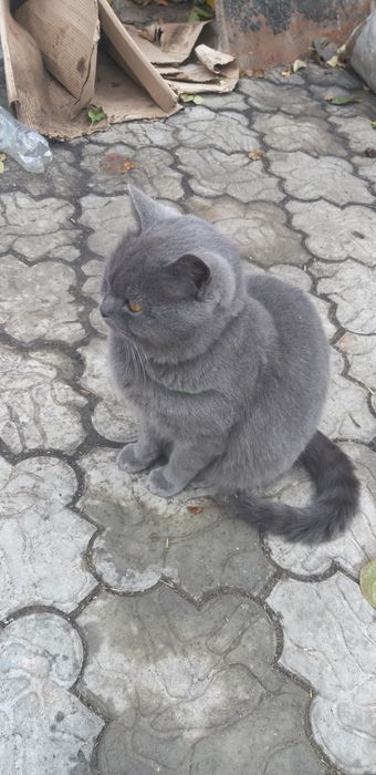Шотландский кот  .