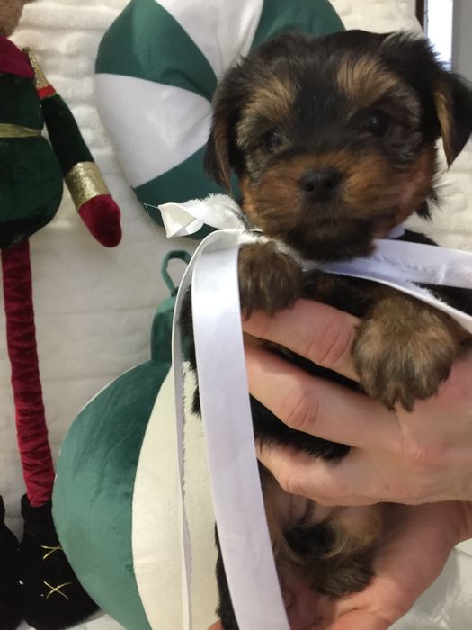 VIP Йорки  чарівні крихітки чекають на вас