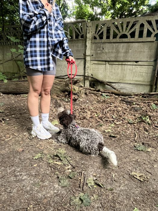 Кінолог, дресирування. Зоопсихолог.