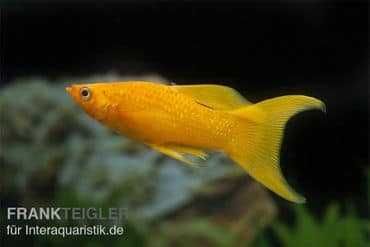 molly negra e diversas cauda lyra