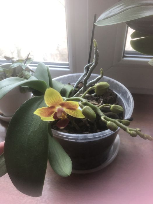 Продам красуні Орхідеї