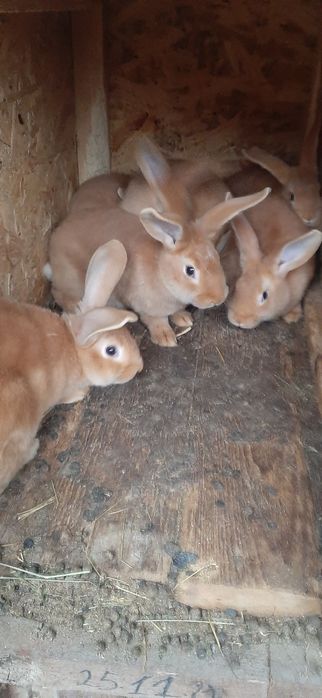 Продам кролів породи бургундець, строкач