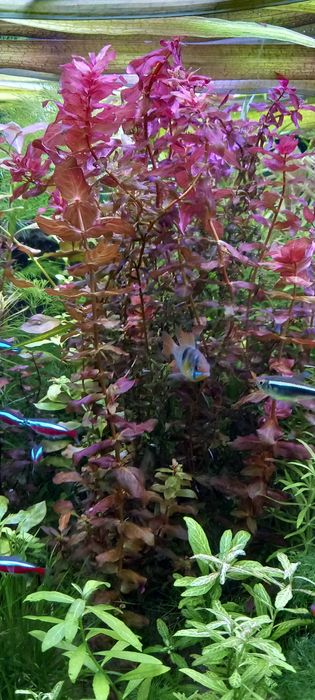Rotala macrandra-możliwe zestawy
