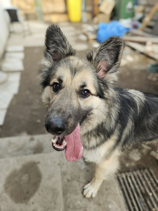 Hotel dla psów, opieka nad psem