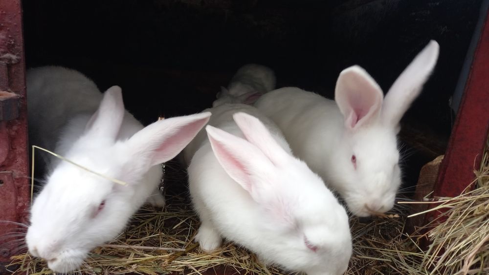 Кролики термонці