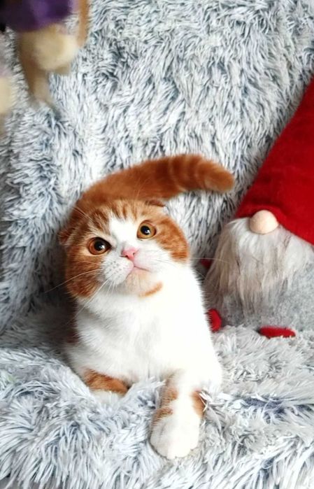 Scottish Fold Shorthair очаровательный плюшка. Киевлянин