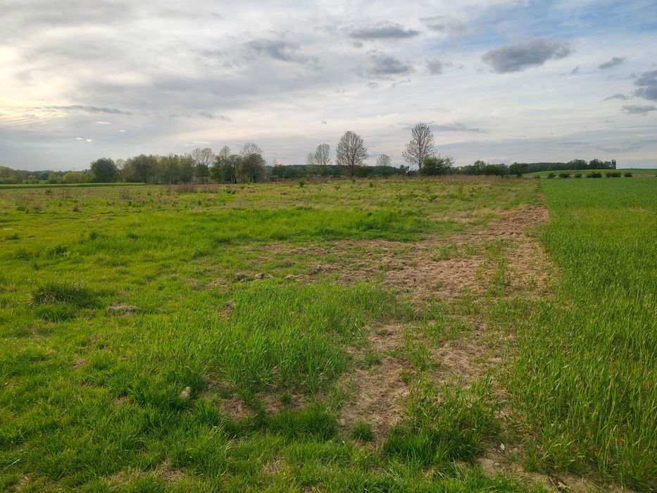 Działka rolna 0,72 ha Jabłonowo k. Mirosławca – klasa RIV, bez KOWR!