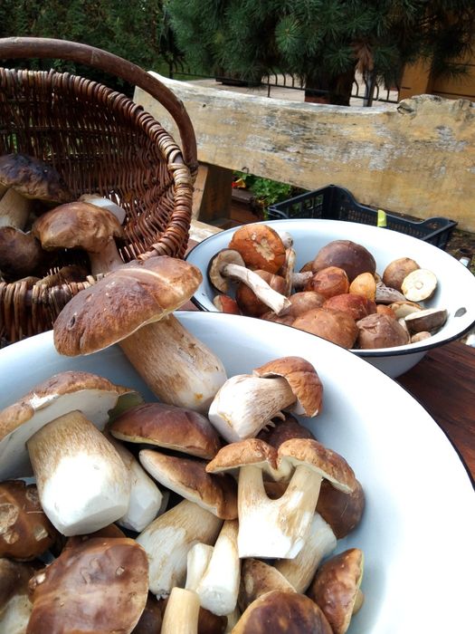 Ziemia rolna 3, 26 h z lasem. na Sprzedaż  105000tyś.  OKAZIA !!!