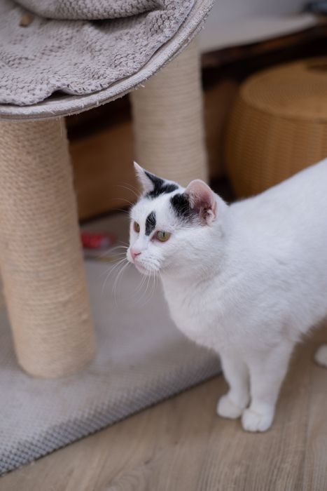 Urocza Białka czeka na dom