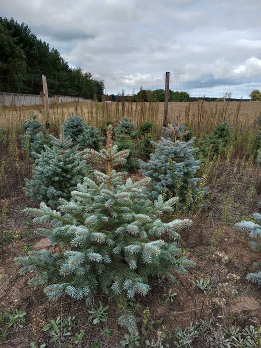 Świerk srebrny i pospolity formowane choinki hurt detal
