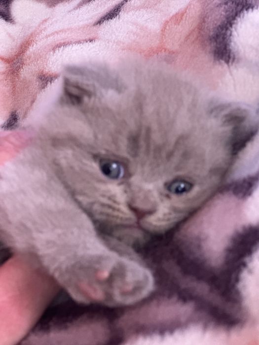 Шотландські кошенята