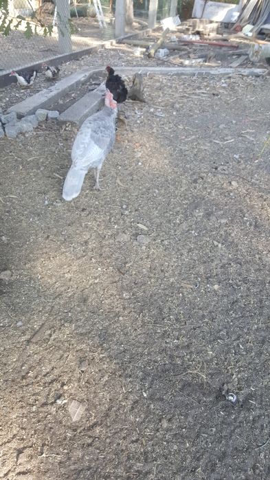 Vendo peru cinzento com um ano