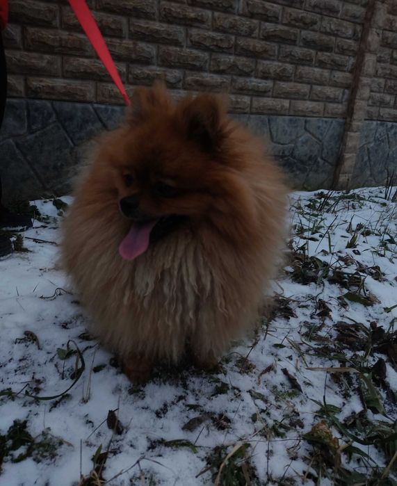 Кобель шпиц на вязку